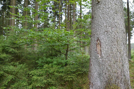 Lisières forestières. Biodiversité et aménagement | Forêt, Bois, Milieux naturels : sciences et techniques | Scoop.it
