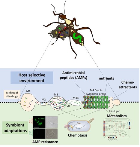 Comment les insectes choisissent leurs symbiontes intestinaux | Life Sciences Université Paris-Saclay | Scoop.it