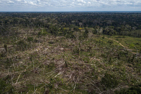 BRAZIL : Lula vowed to safeguard the Amazon, but it won&rsquo;t be easy | AM&Eacute;RIQUES | Scoop.it