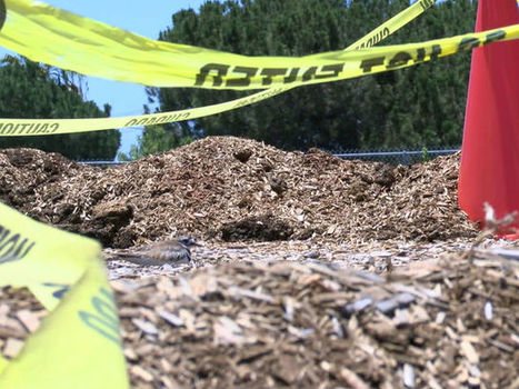 Construction crews working around birds that built nest at local school's ... - 10News | Traffic Cones | Scoop.it