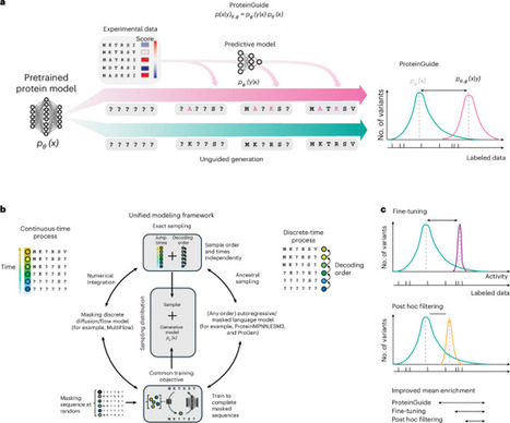 Property guidance for protein sequence generative models with ProteinGuide | Nbt | RMH | Scoop.it