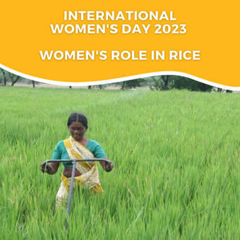 Women's Essential Role in Rice | SRI Global News: June - October 2023 **sririce.org -- System of Rice Intensification | Scoop.it