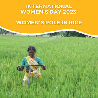 Women's Essential Role in Rice | SRI Global News ++ March - May 2025    System of Rice Intensification (SRI) | Scoop.it