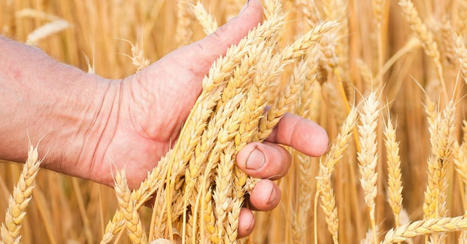 France Raises Non-EU Wheat Export Forecast, But Stocks Still Swell | MED-Amin network | Scoop.it