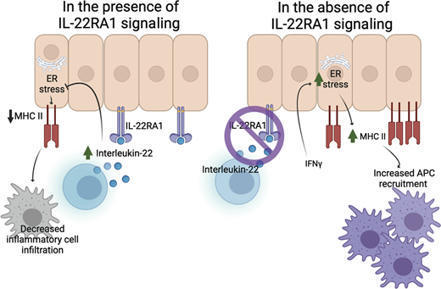 Interleukin-22 suppresses major histocompatibility complex II in mucosal epithelial cells | Journal of Experimental Medicine | Rockefeller University Press | Mucosal Immunity | Scoop.it