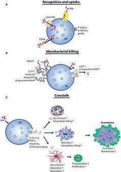 Frontiers | The Role of Mast Cells in Tuberculosis: Orchestrating Innate Immune Crosstalk? | Immunology | Mucosal Immunity | Scoop.it