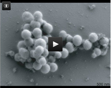 Craig Venter creates synthetic life form | Genetic Engineering in the Press by GEG | Scoop.it