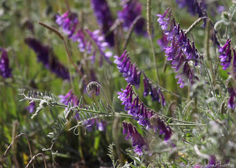 Flore de Camargue: Vicia villosa, Vesce de Russie | Camargue Nature | Scoop.it