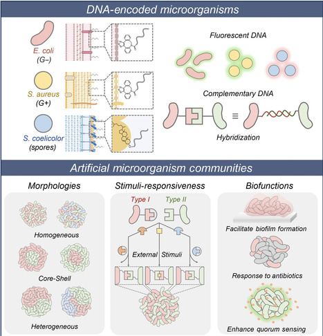 DNA-programmed responsive microorganism assembly with controlled patterns and behaviors | SAdv | RMH | Scoop.it