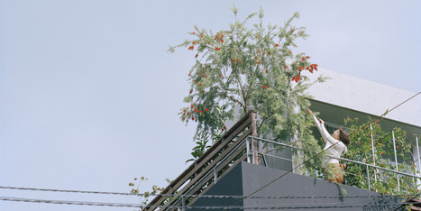 Plantation sur les toits, futur de l'agriculture et de l'urbanisme ? | Pour innover en agriculture | Scoop.it