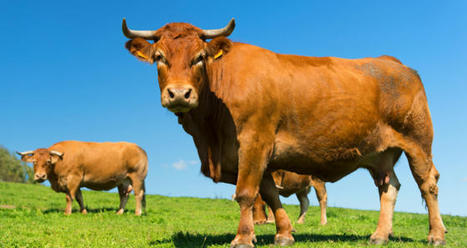 La viande bovine française a toujours du succès | Actualité Bétail | Scoop.it