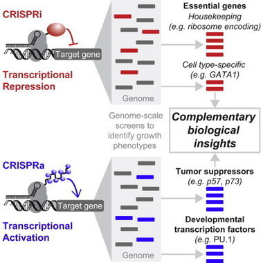 Genome-Scale CRISPR-Mediated Control of Gene Repression and Activation - Cell | Genetic Engineering Publications - GEG Tech top picks | Scoop.it