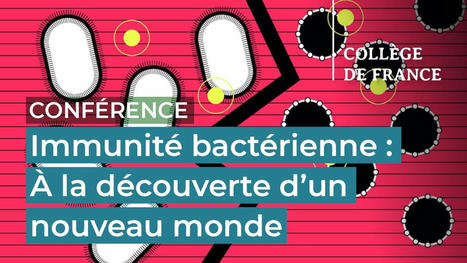 Aude Bernheim : Immunité bactérienne. À la découverte d'un nouveau monde | EntomoScience | Scoop.it