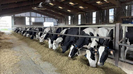 Revenu des &eacute;leveurs laitiers en 2024 | Economie de l'Elevage | Scoop.it