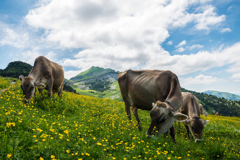 Initiative populaire contre l’agriculture intensive en Suisse | Lait de Normandie... et d'ailleurs | Scoop.it