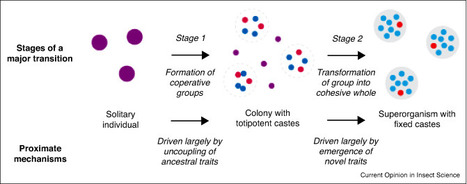 Pourquoi les gu&ecirc;pes sont insupportables &agrave;&nbsp;la&nbsp;fin de&nbsp;l&rsquo;&eacute;t&eacute; (4 sur 4) :  Dans le cerveau des gu&ecirc;pes | EntomoNews | Scoop.it
