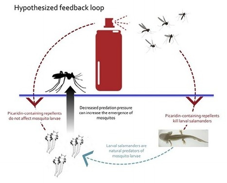 En nuisant aux pr&eacute;dateurs de moustiques, les campagnes de d&eacute;moustication pourraient aider ces derniers &agrave; survivre | EntomoNews | Scoop.it