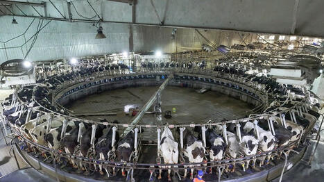 Pourquoi, selon cet &eacute;conomiste, le lait est devenu une &laquo;&nbsp;arme alimentaire&nbsp;&raquo; - Ouest France [Abonn&eacute;s] | Agriculture en Pays de la Loire | Scoop.it
