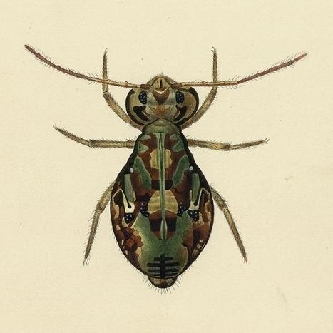 Entomo-calendrier | Variétés entomologiques | Scoop.it