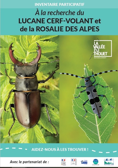 Deux-Sèvres : le lucane cerf-volant et la rosalie des Alpes sous la loupe d'un inventaire participatif | Variétés entomologiques | Scoop.it