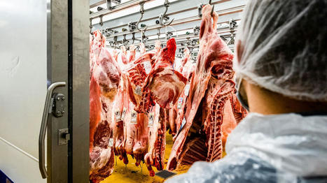 Alimentation : un tiers des Français déclarent limiter leur consommation de viande ou ne plus en manger | Actualité Bétail | Scoop.it