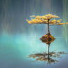 La Sagesse de la Nature