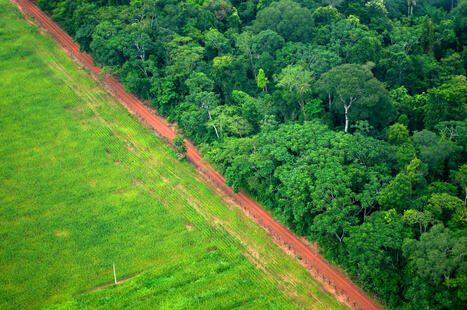 The Belém Paradox: COP30 failed to protect forests | RAINFOREST EXPLORER | Scoop.it