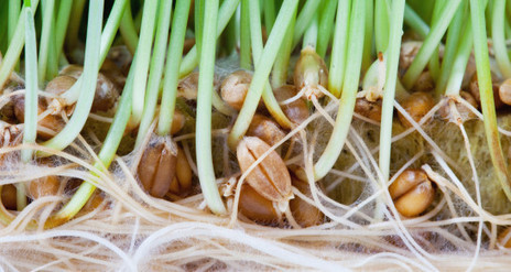 L'Office europ&eacute;en des brevets admet la brevetabilit&eacute; des vari&eacute;t&eacute;s v&eacute;g&eacute;tales | ACTUALIT&Eacute; | Scoop.it