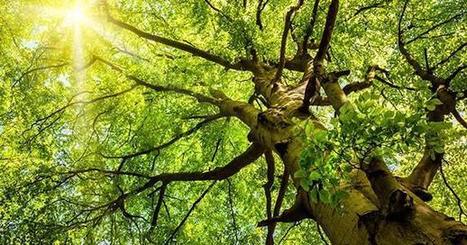 La forêt fait la pluie et le beau temps | Notre planète | Scoop.it