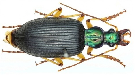 Top New Animals of 2011 - Wired Science | EntomoNews | Scoop.it