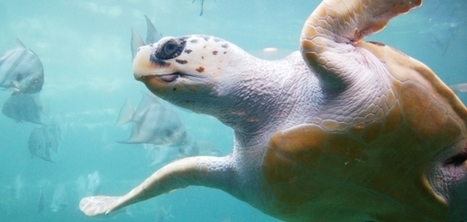 Major EU countries join fight to protect European Nature Laws | BirdLife | Biodiversit&eacute; | Scoop.it