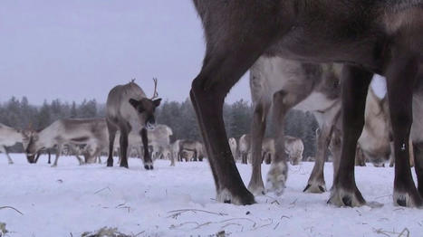 Dérèglement climatique : en Finlande, les rennes sont des alliés pour le climat | Biodiversité - @ZEHUB on Twitter | Scoop.it