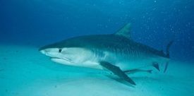 Costa Rica Prepares to Export 10 tonnes of Hammerhead Shark Fins | Galapagos | Scoop.it