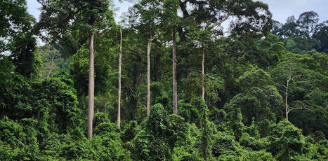 Comment des arbres africains ont conquis les for&ecirc;ts d&rsquo;Asie du Sud-Est | &Eacute;cosyst&egrave;mes Tropicaux | Scoop.it