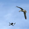 Remotely Piloted Systems