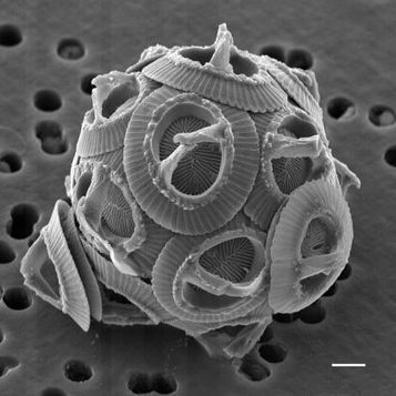 Veille de blogs de la semaine du 20/02 au 26/02/2017 | Café des Sciences | Scoop.it