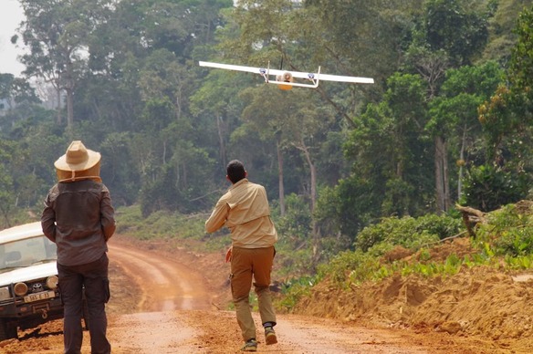 Dans les forêts tropicales, des observatoires pour évaluer l’impact de l’exploitation du bois