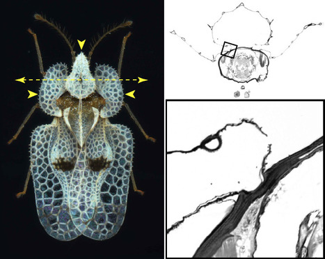27 - Deuxièmement, le casque est relié au pronotum par ... | EntomoScience | Scoop.it