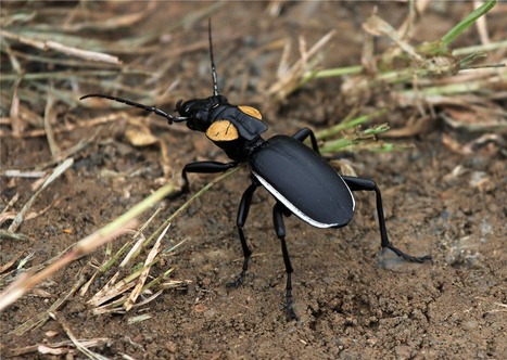 [Steak Hach&eacute;] Ceci n'est pas un Carabe | EntomoScience | Scoop.it