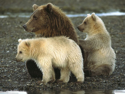 L’Alaska autorise l’abattage d’ours à partir d’hélicoptères.. | Les moutons enragés | Pastoralisme Ours Loups Lynx | Scoop.it