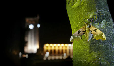 Genève : pollution lumineuse | EntomoNews | Scoop.it