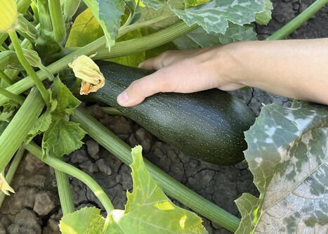 Kes&auml;kurpitsan kasvatus: N&auml;in saat runsaan sadon | 1Uutiset - Lukemisen t&auml;hden | Scoop.it