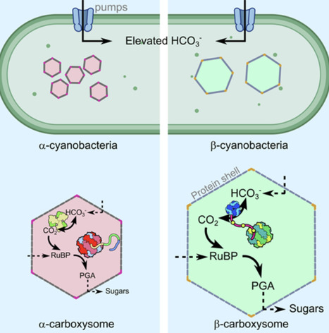 Understanding carboxysomes to enhance carbon fixation in crops | RMH | Scoop.it