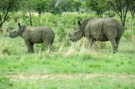 1 338 rhinocéros ont été braconnés en Afrique en 2015 | Actualités Afrique | Scoop.it