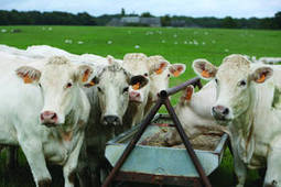 Prévisions viande bovine 2014 : Rebond de la production en France et en Europe | SCIENCES DE L' ANIMAL | Scoop.it