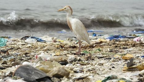 Rien n'échappe à la pollution des plastiques, pas même une île inaccessible | Biodiversité | Scoop.it