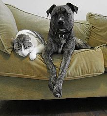 How Pets Teach Children Empathy and Compassion - Pet Health Center | Empathy and Animals | Scoop.it