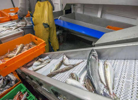 Pêche : moins de stocks surexploités en Europe mais des efforts à maintenir pour la Baltique | HALIEUTIQUE MER ET LITTORAL | Scoop.it