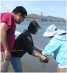 LiMPETS: Sandy Beach Monitoring Resources | Sandy Beach Ecology & Management | Scoop.it
