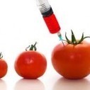 GENETIC MANIPULATION OF YOUR MIND: What’s the difference between GE and GMO? | Organic Connections | YOUR FOOD, YOUR ENVIRONMENT, YOUR HEALTH: #Biotech #GMOs #Pesticides #Chemicals #FactoryFarms #CAFOs #BigFood | Scoop.it